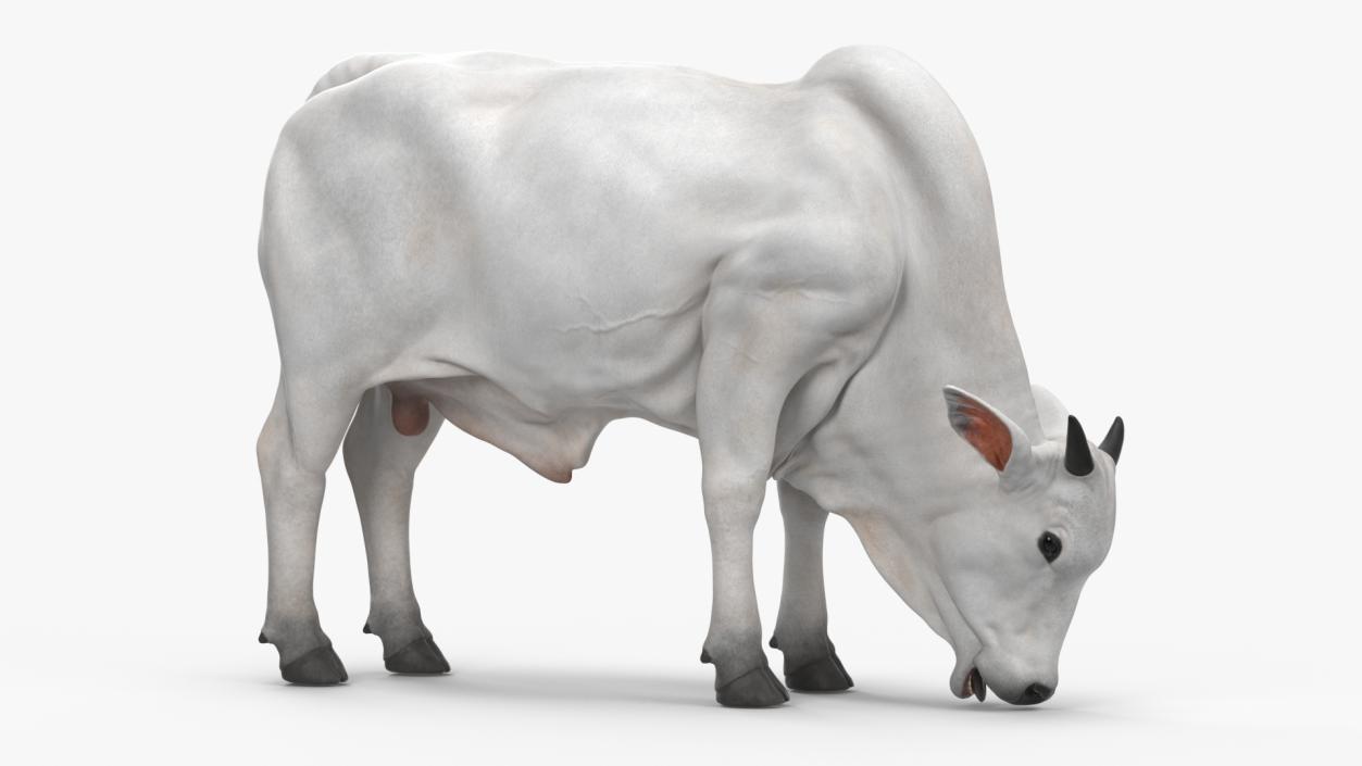 3D model Ongole Cattle Male Eating