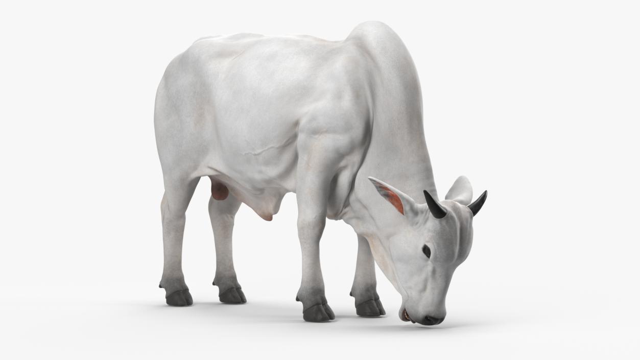 3D model Ongole Cattle Male Eating