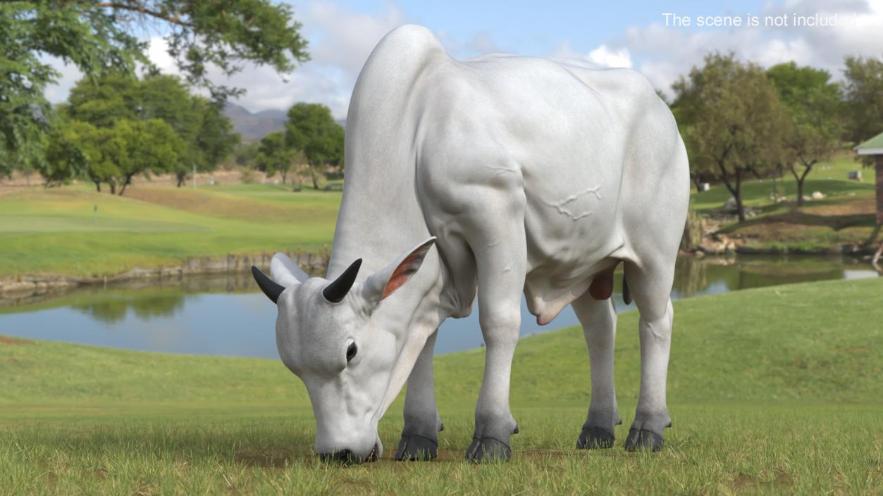 3D model Ongole Cattle Male Eating