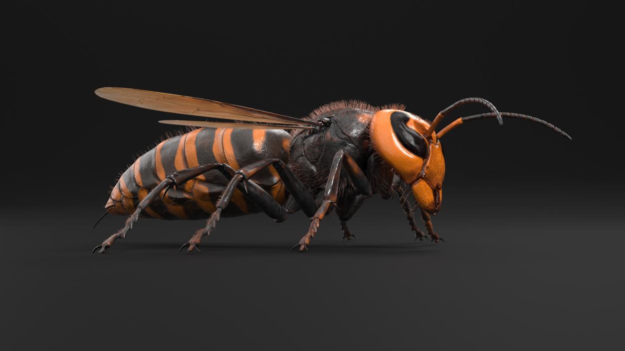 3D model Huge Hornet Fur Base Pose