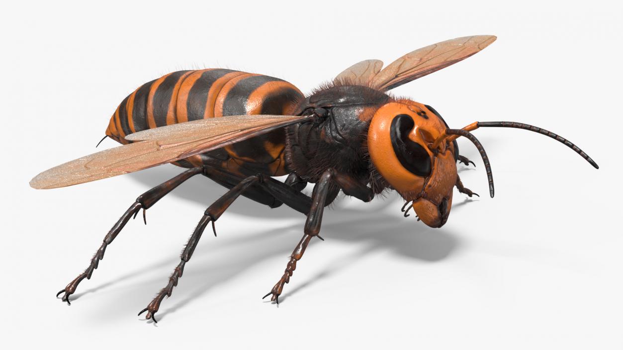 3D model Huge Hornet Fur Base Pose