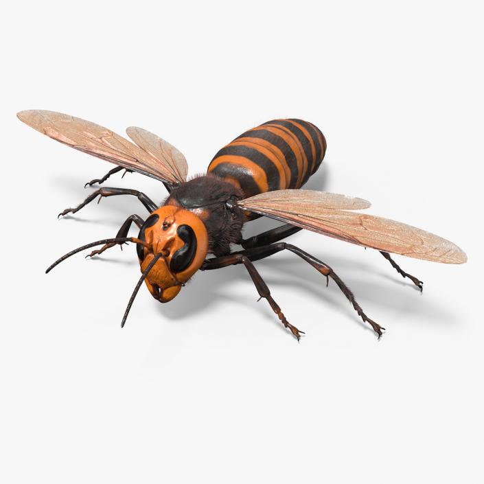 3D model Huge Hornet Fur Base Pose