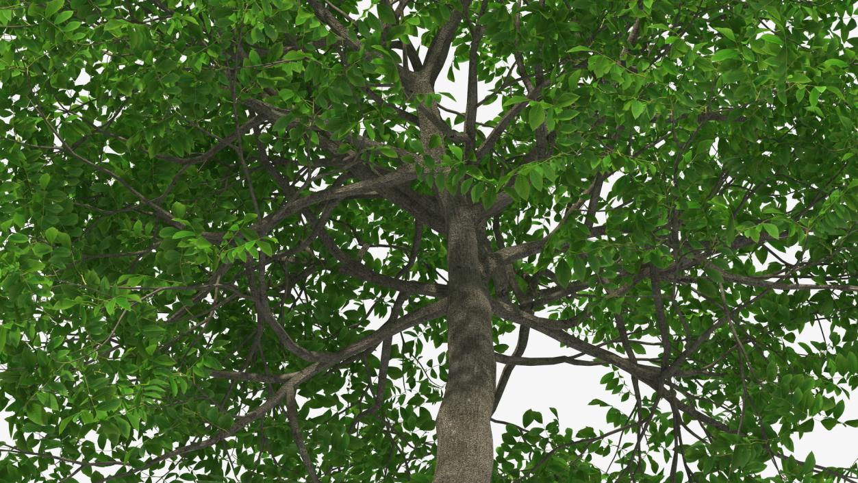 Green Walnut Tree 3D