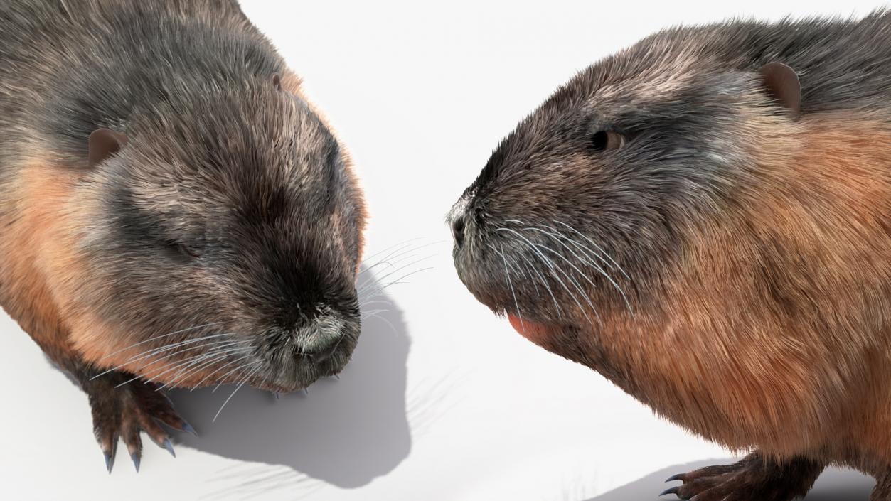 3D model Nutria Fur