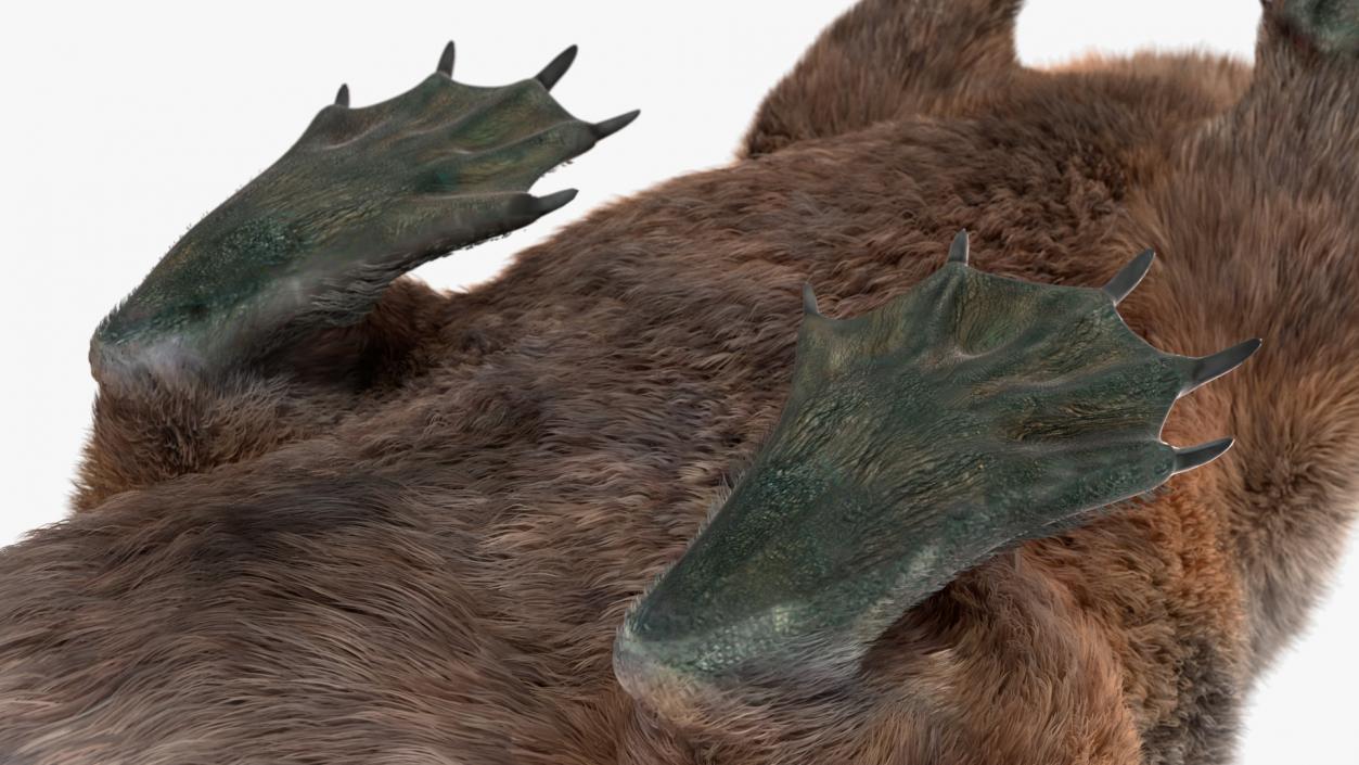 3D model Nutria Fur