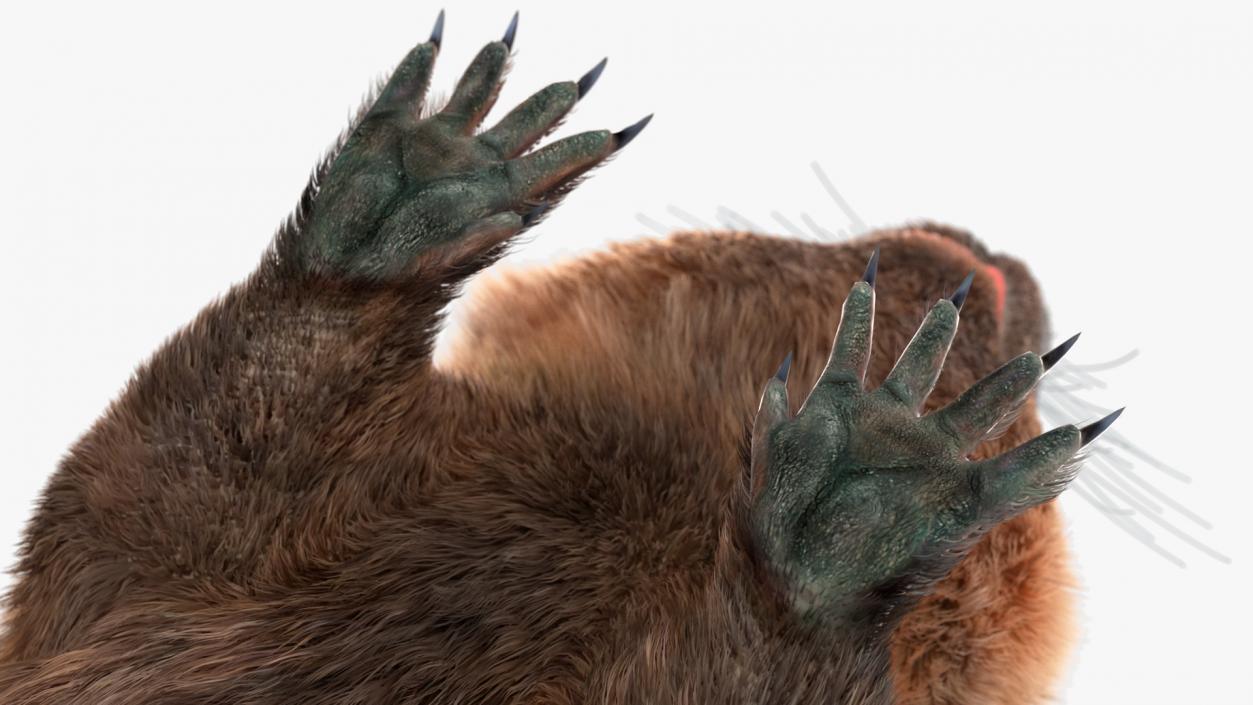 3D model Nutria Fur