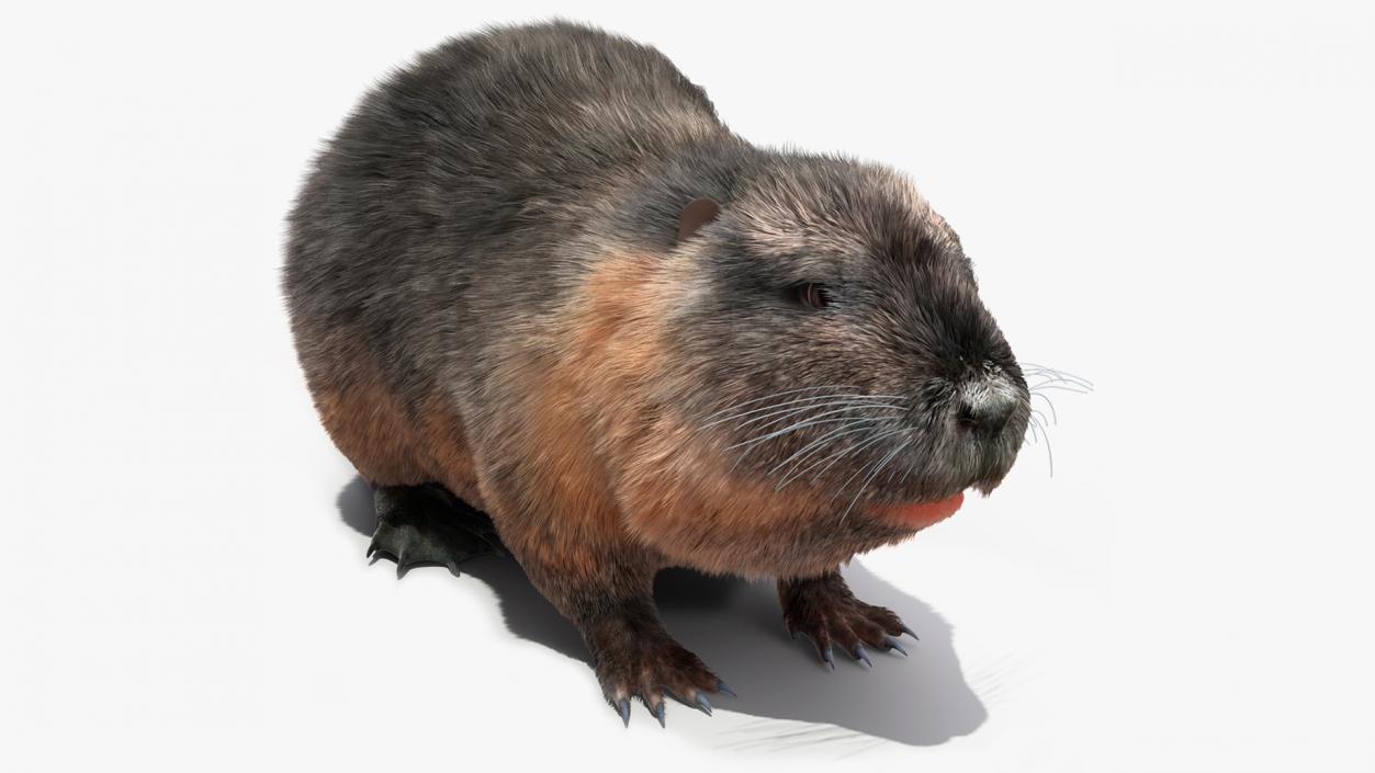 3D model Nutria Fur