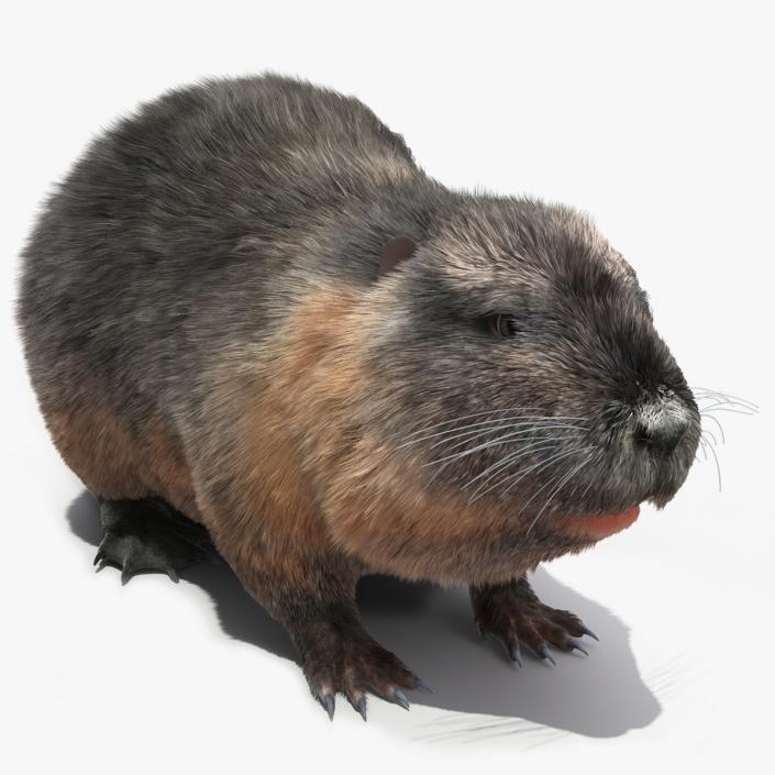 3D model Nutria Fur