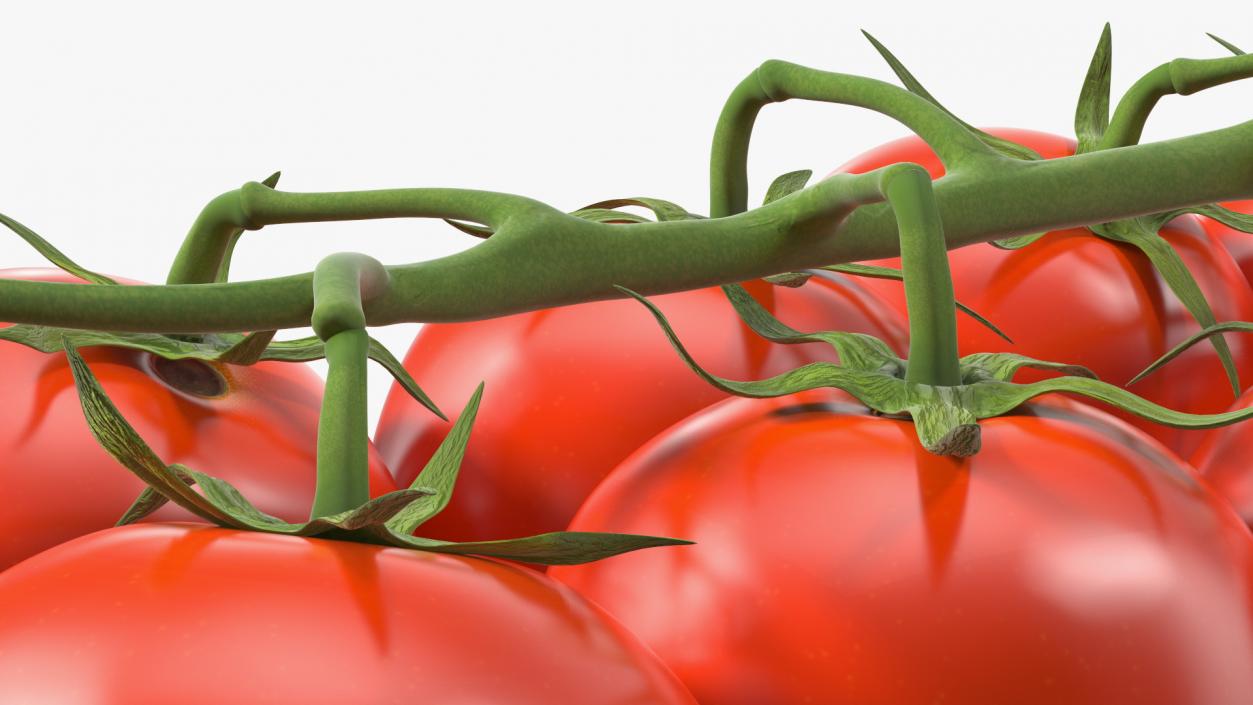 Cherry Tomatoes on the Vine 3D