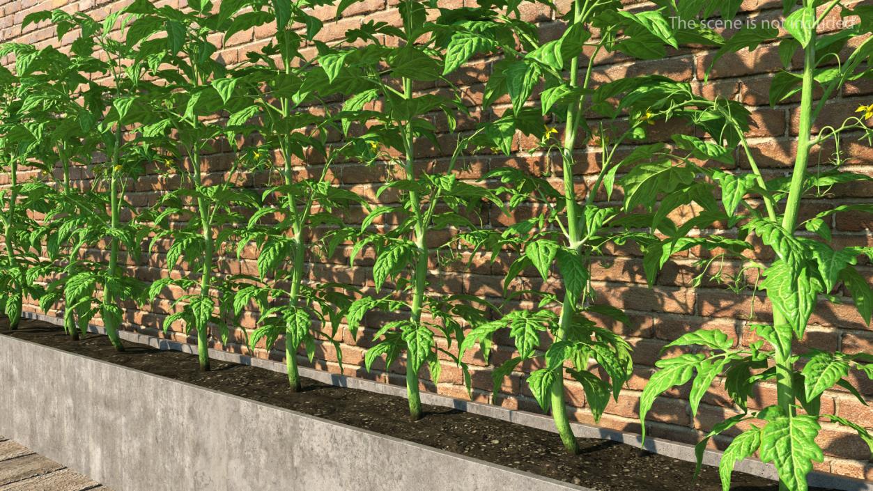 3D Young Tomato Plant model