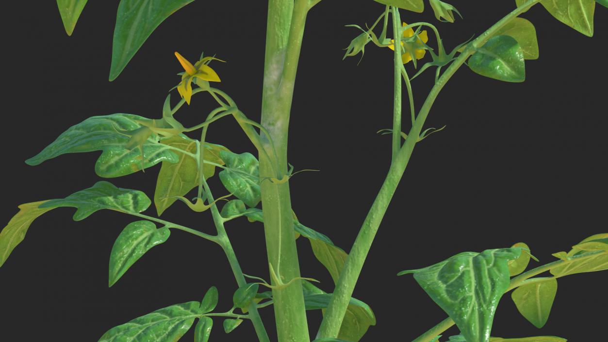 3D Young Tomato Plant model