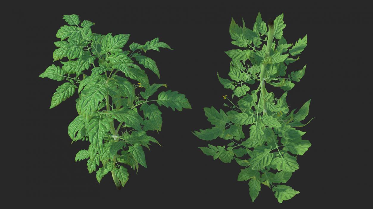 3D Young Tomato Plant model