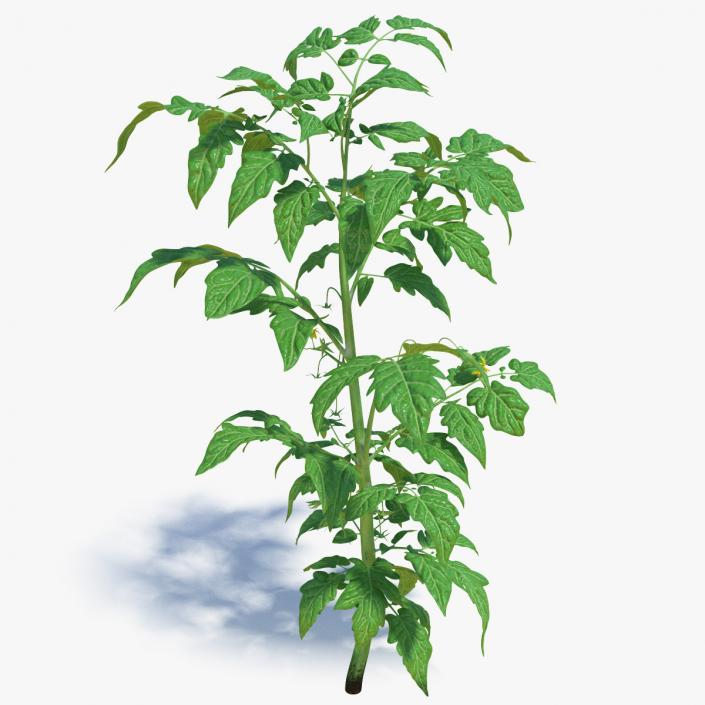 3D Young Tomato Plant model