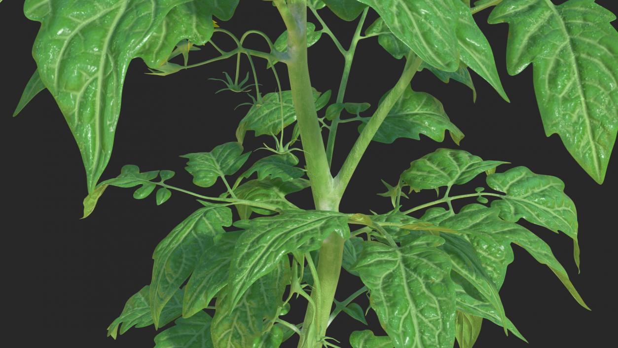 3D Young Tomato Plant model