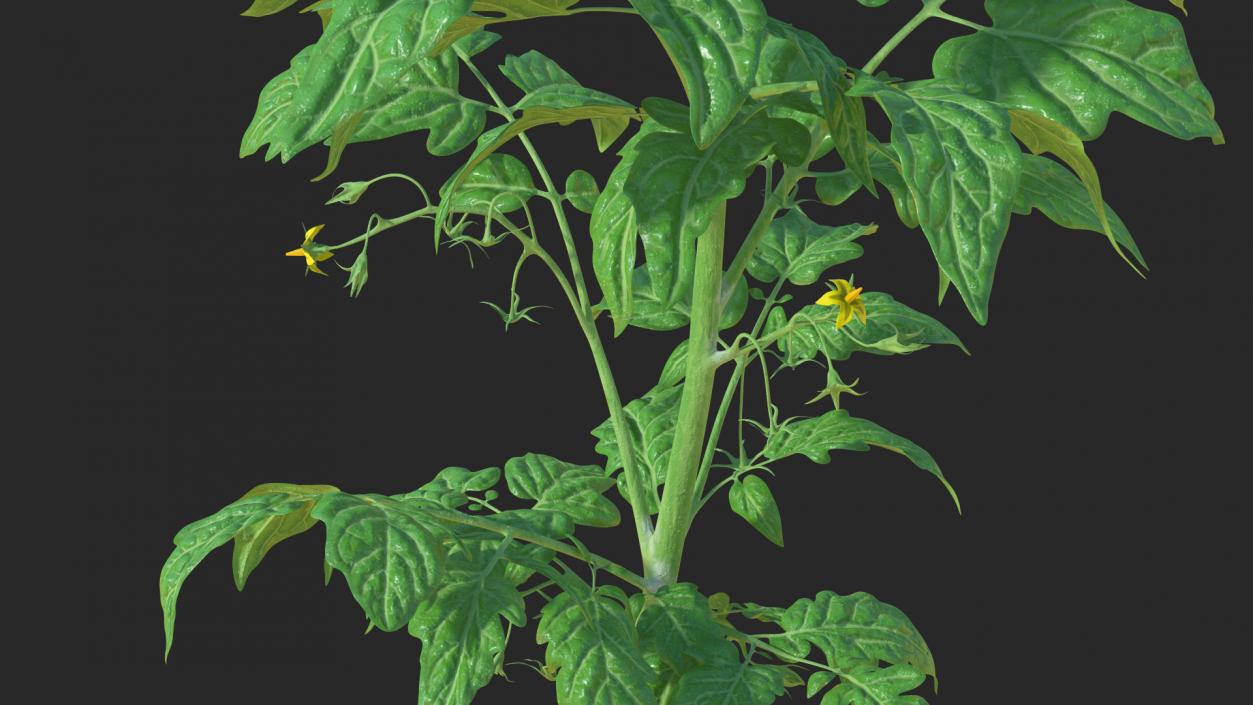 3D Young Tomato Plant model