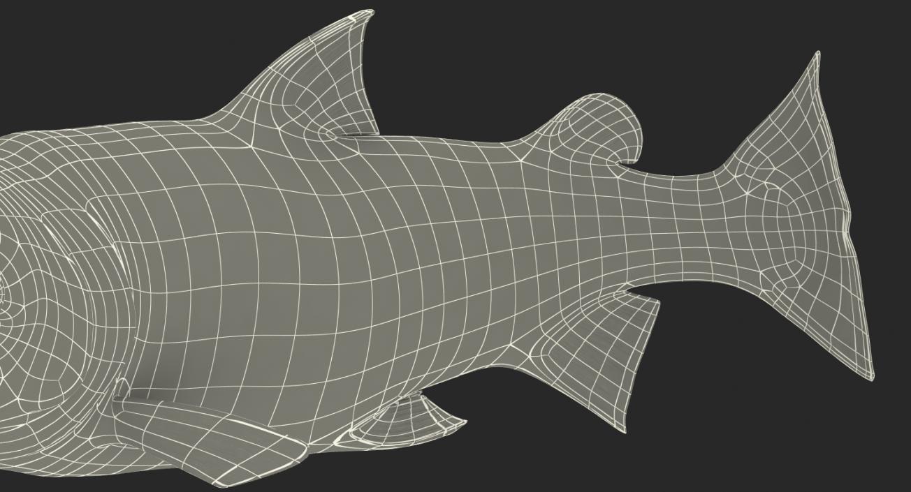 Atlantic Salmon Fish Swimming Pose 3D model