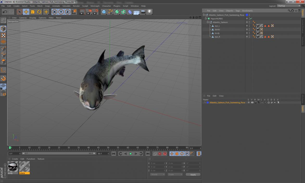 Atlantic Salmon Fish Swimming Pose 3D model