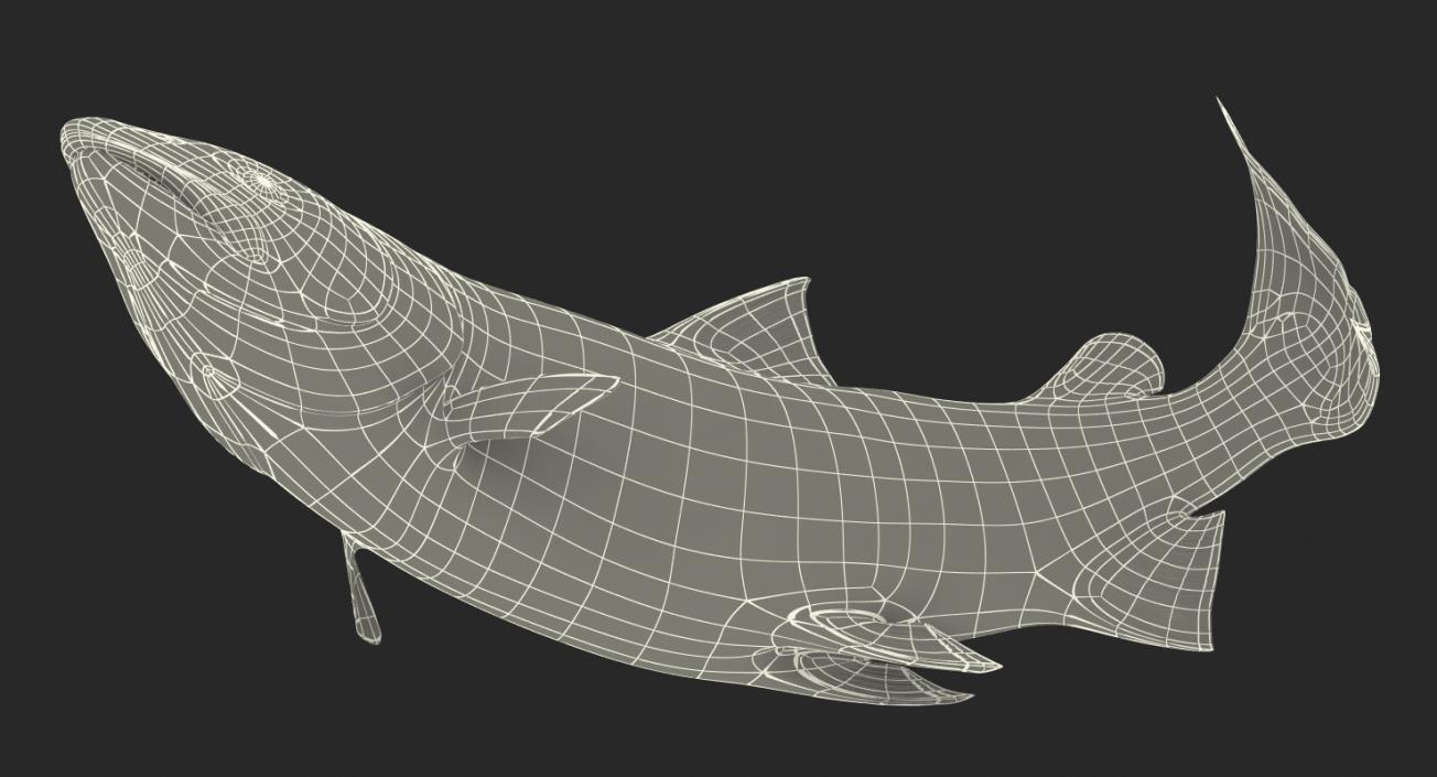 Atlantic Salmon Fish Swimming Pose 3D model