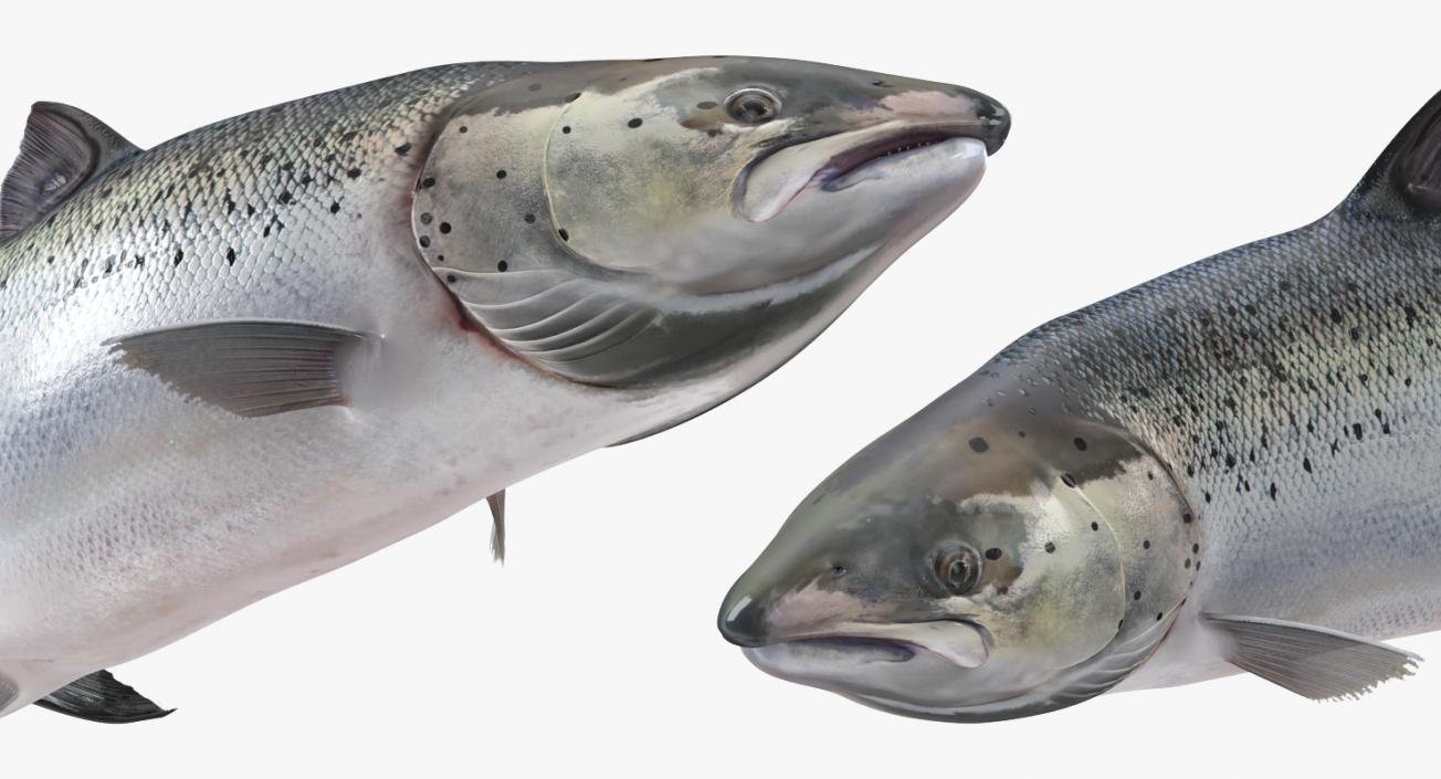 Atlantic Salmon Fish Swimming Pose 3D model