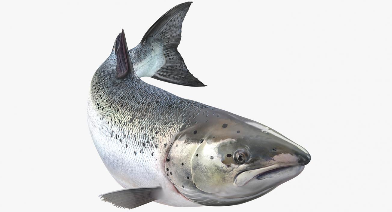 Atlantic Salmon Fish Swimming Pose 3D model