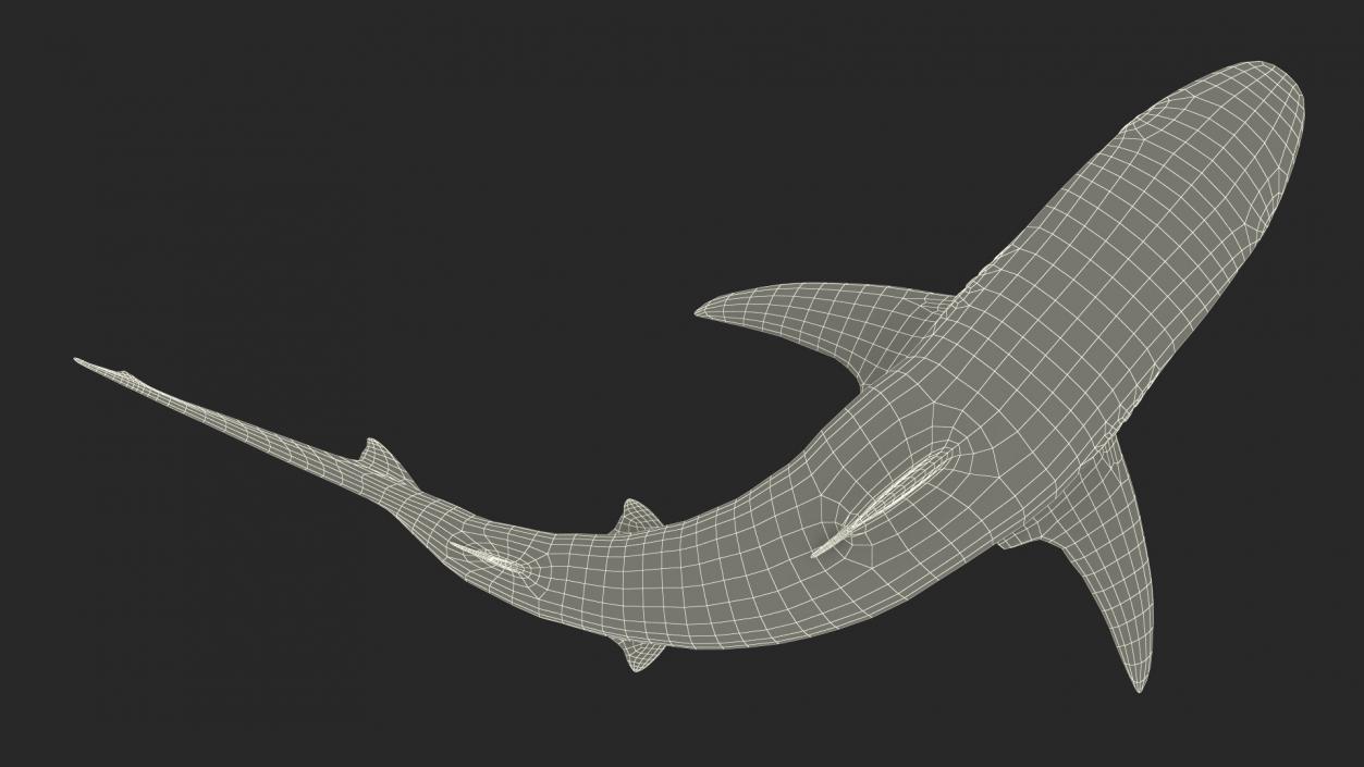 Carcharhinus Amblyrhynchos Shark 3D