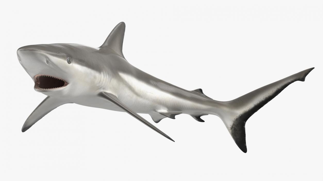 Carcharhinus Amblyrhynchos Shark 3D