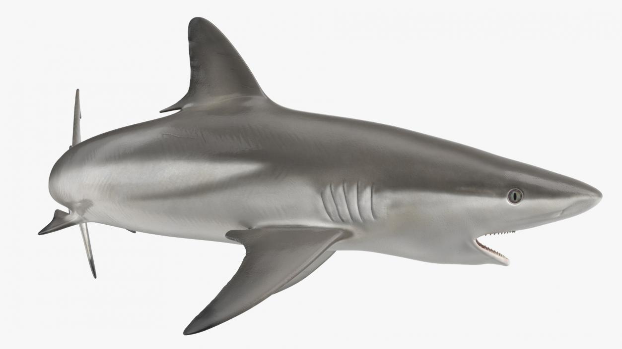 Carcharhinus Amblyrhynchos Shark 3D