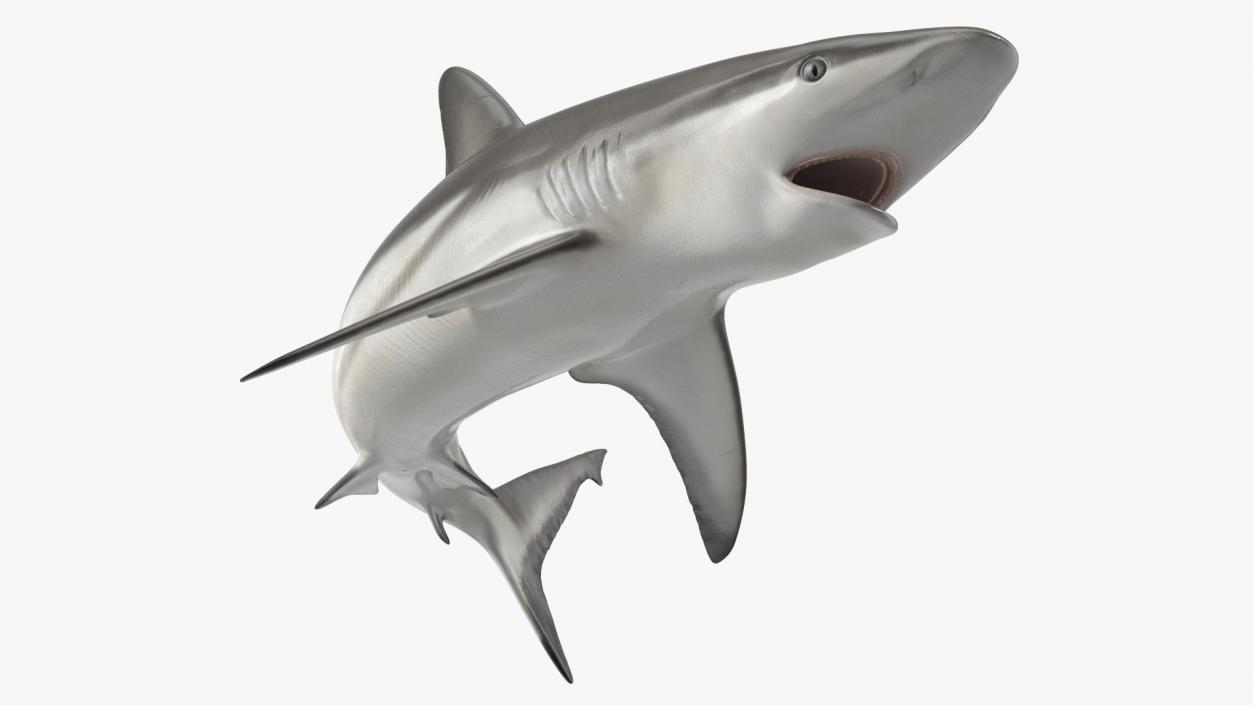 Carcharhinus Amblyrhynchos Shark 3D