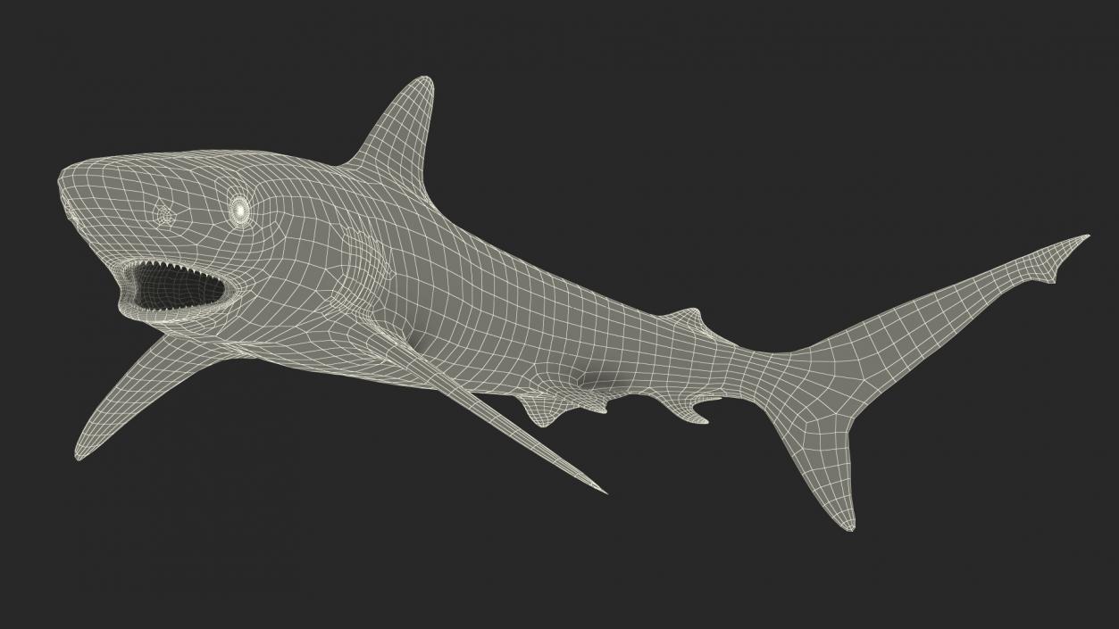 Carcharhinus Amblyrhynchos Shark 3D