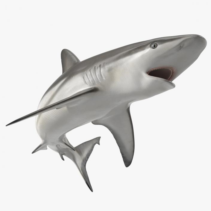 Carcharhinus Amblyrhynchos Shark 3D