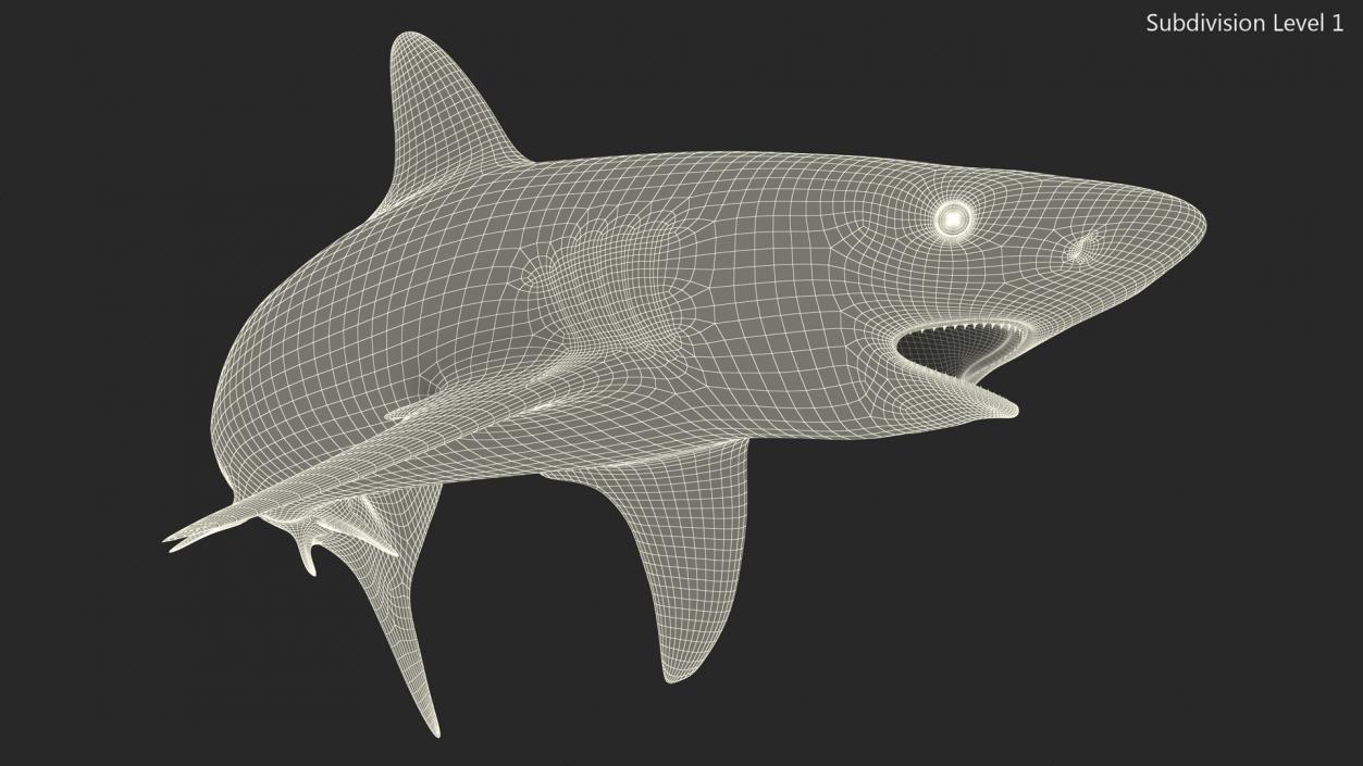 Carcharhinus Amblyrhynchos Shark 3D