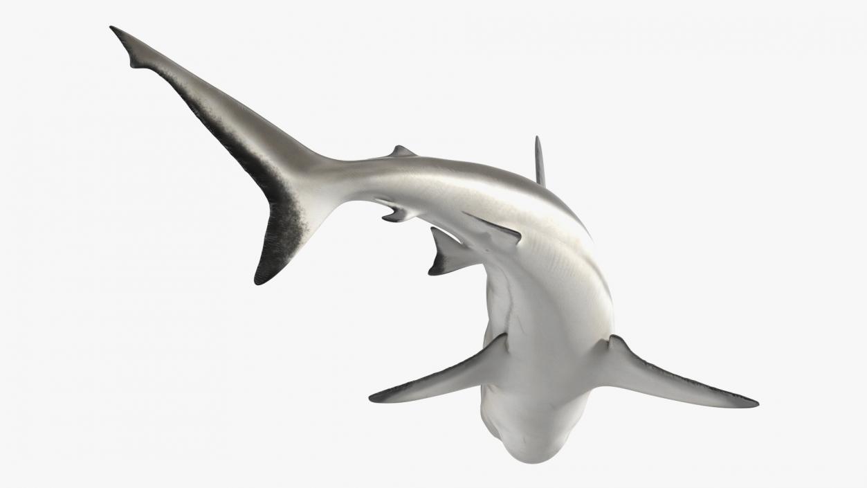 Carcharhinus Amblyrhynchos Shark 3D