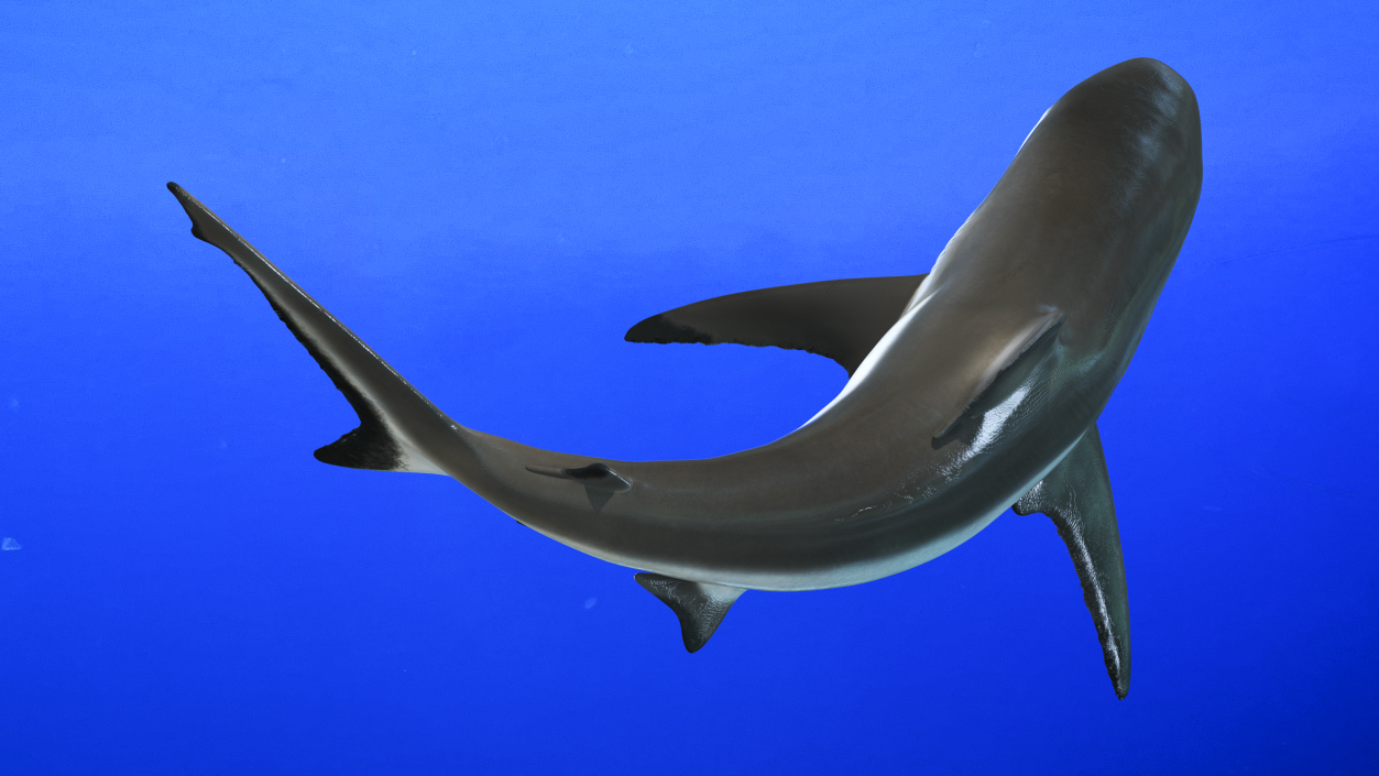 Carcharhinus Amblyrhynchos Shark 3D