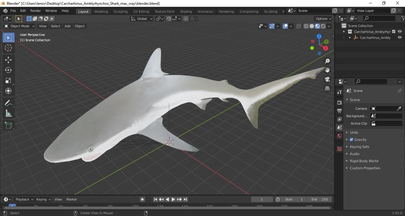 Carcharhinus Amblyrhynchos Shark 3D