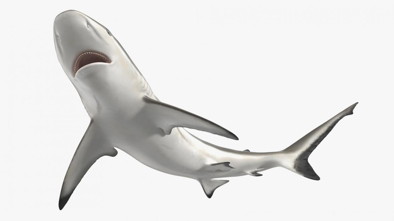 Carcharhinus Amblyrhynchos Shark 3D