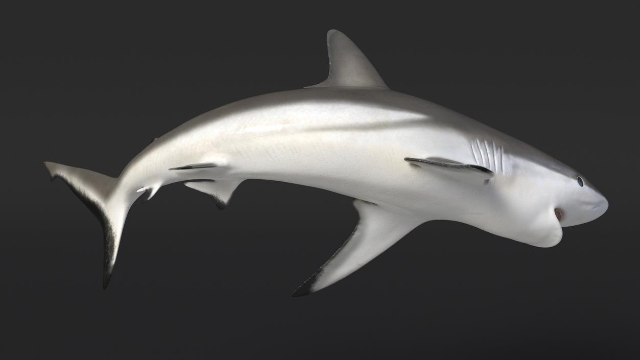 Carcharhinus Amblyrhynchos Shark 3D