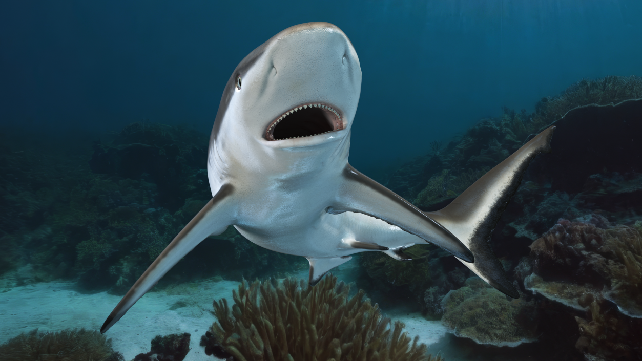 Carcharhinus Amblyrhynchos Shark 3D