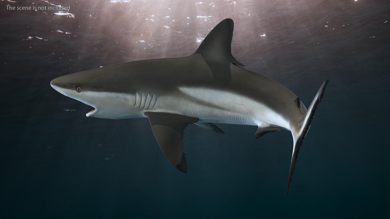 Carcharhinus Amblyrhynchos Shark 3D