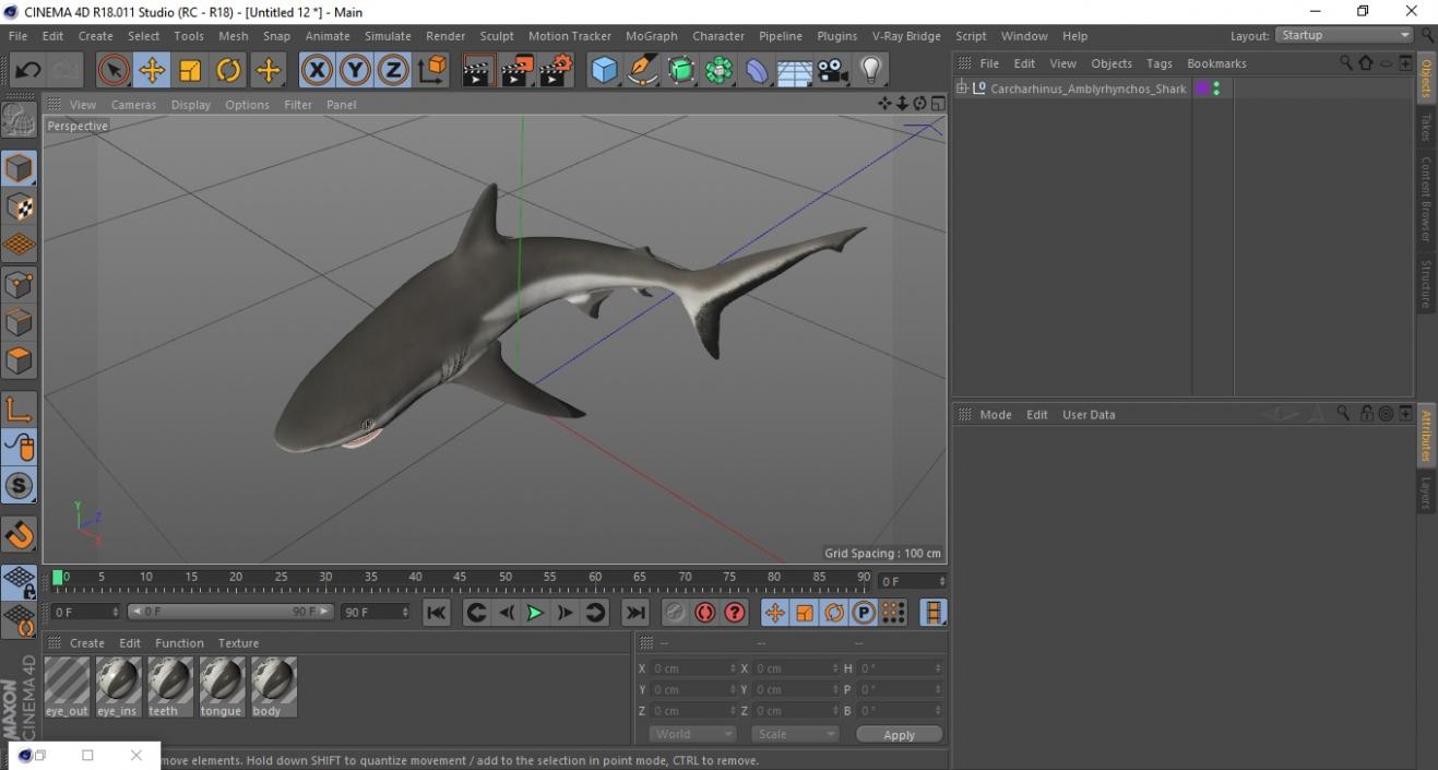 Carcharhinus Amblyrhynchos Shark 3D