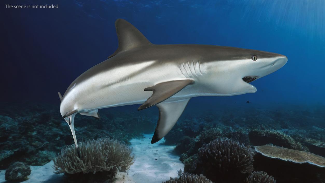 Carcharhinus Amblyrhynchos Shark 3D