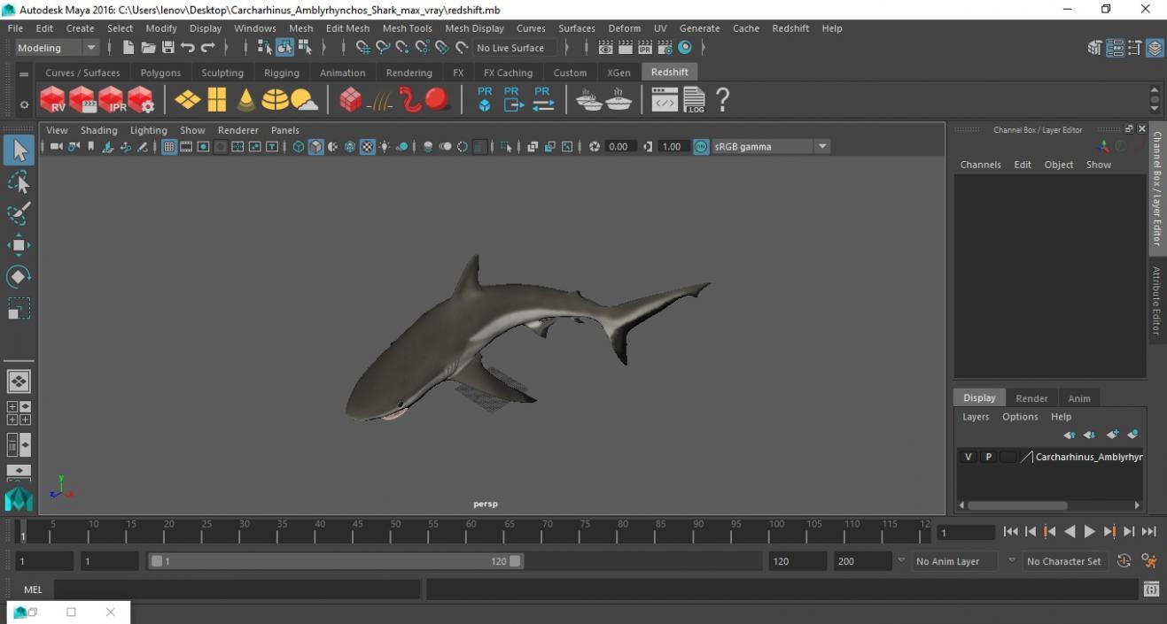 Carcharhinus Amblyrhynchos Shark 3D