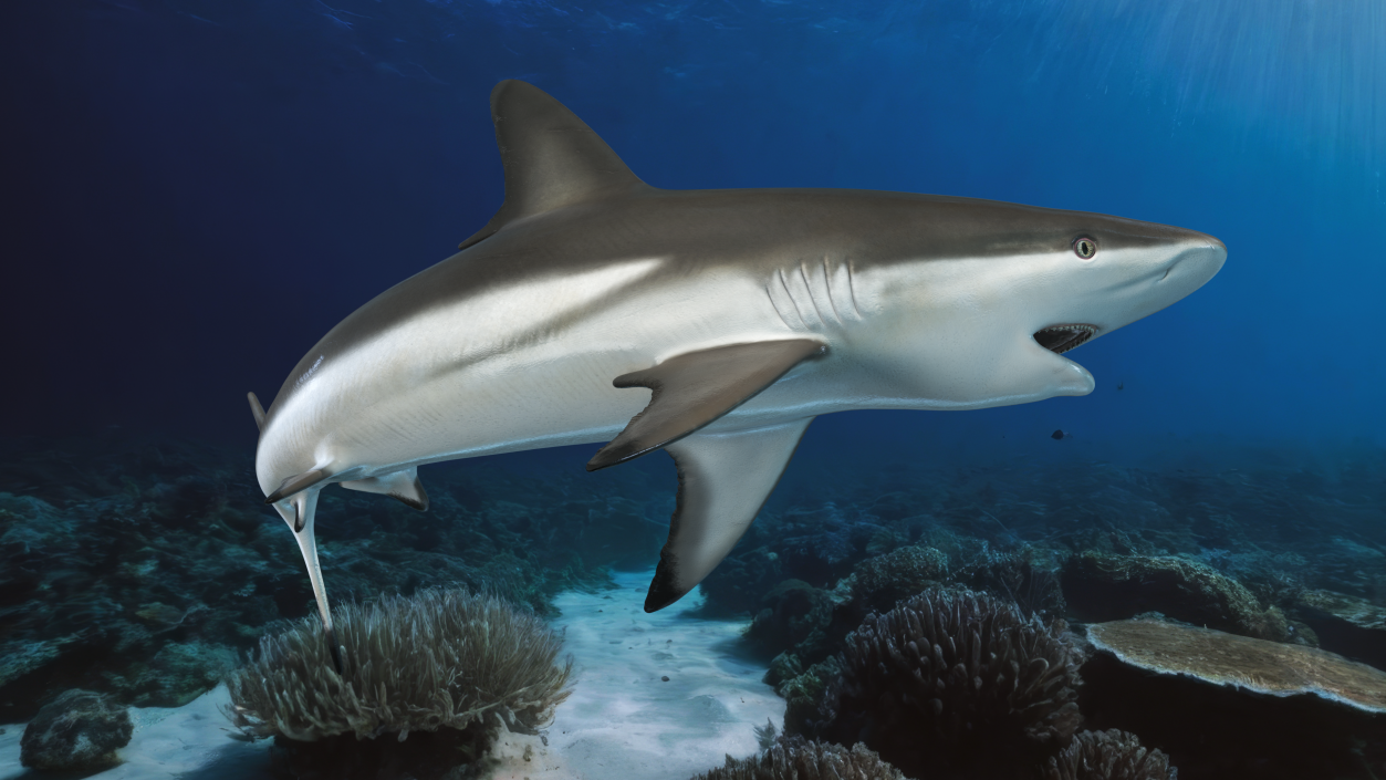 Carcharhinus Amblyrhynchos Shark 3D