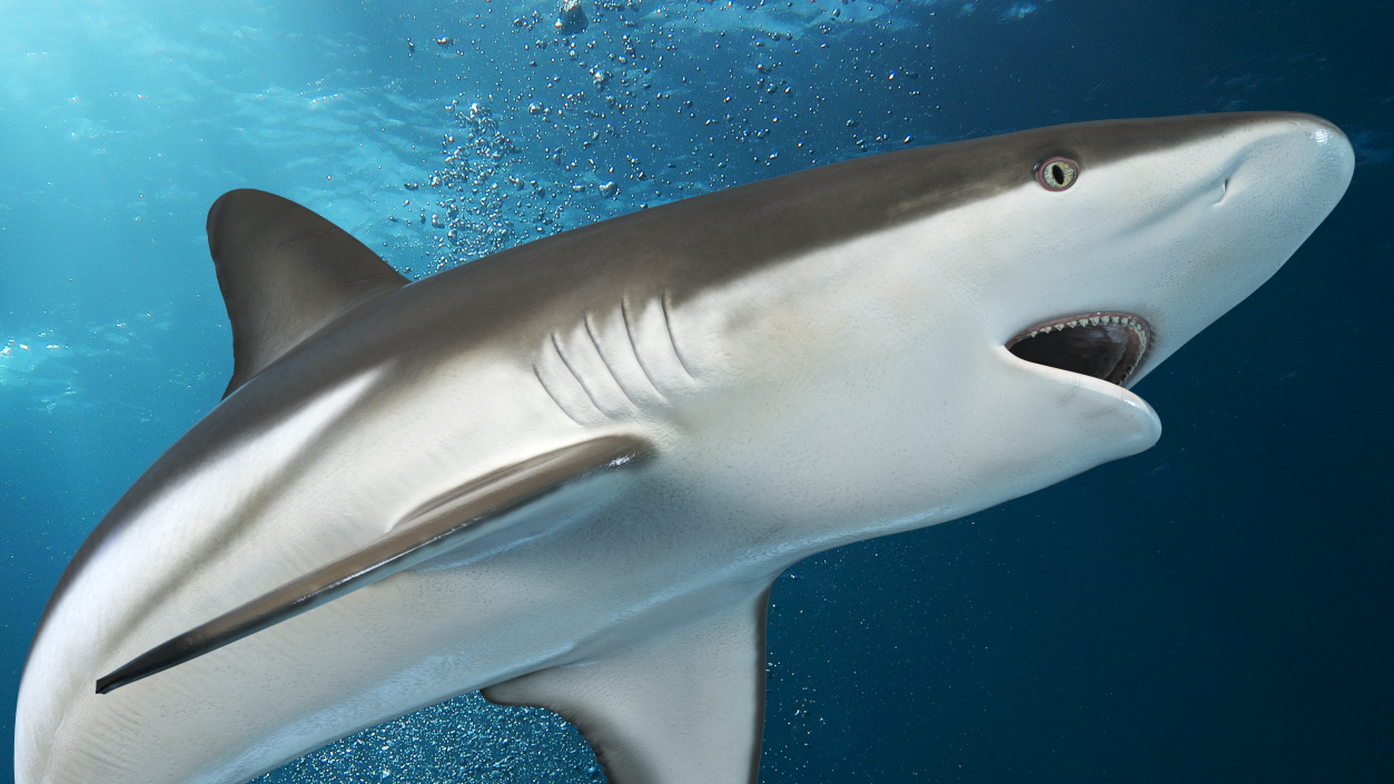 Carcharhinus Amblyrhynchos Shark 3D