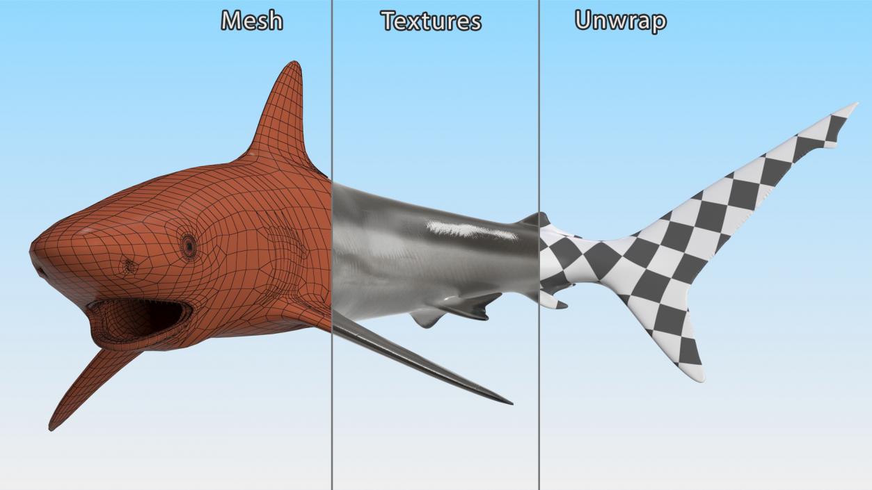 Carcharhinus Amblyrhynchos Shark 3D