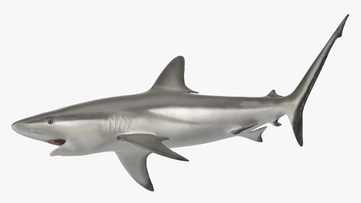 Carcharhinus Amblyrhynchos Shark 3D