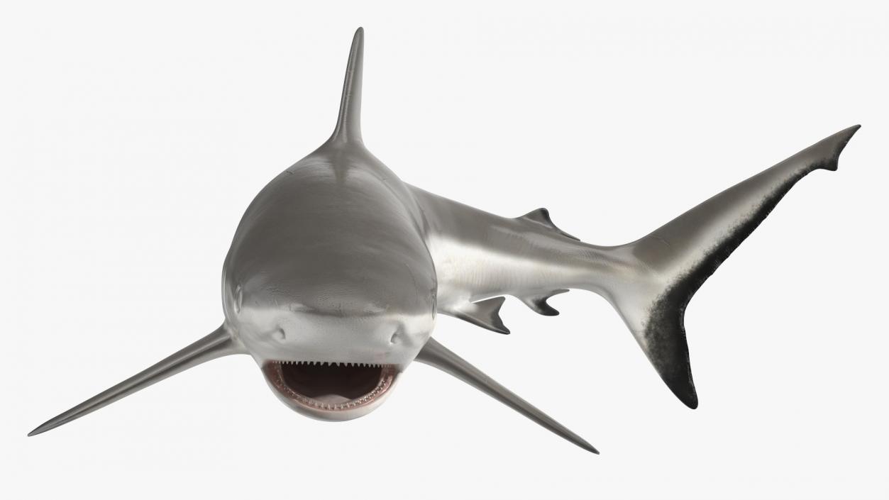 Carcharhinus Amblyrhynchos Shark 3D