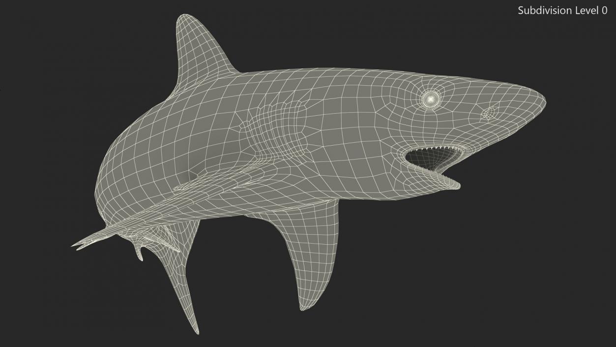 Carcharhinus Amblyrhynchos Shark 3D