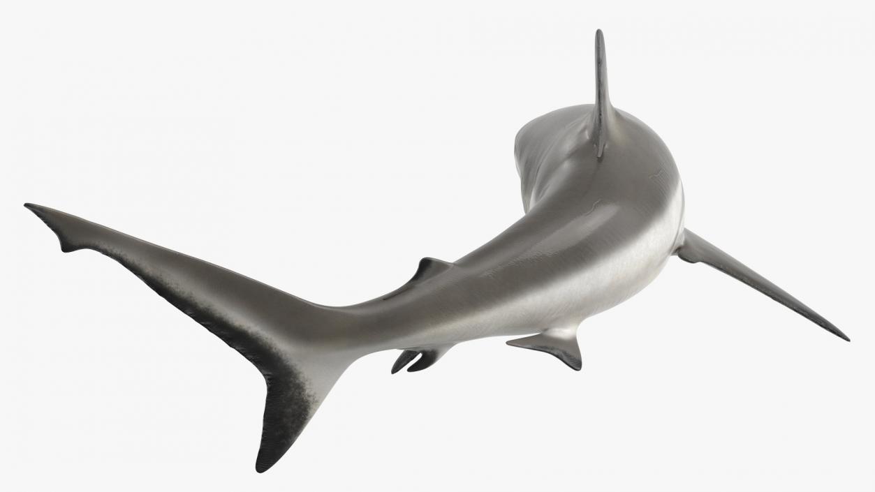 Carcharhinus Amblyrhynchos Shark 3D