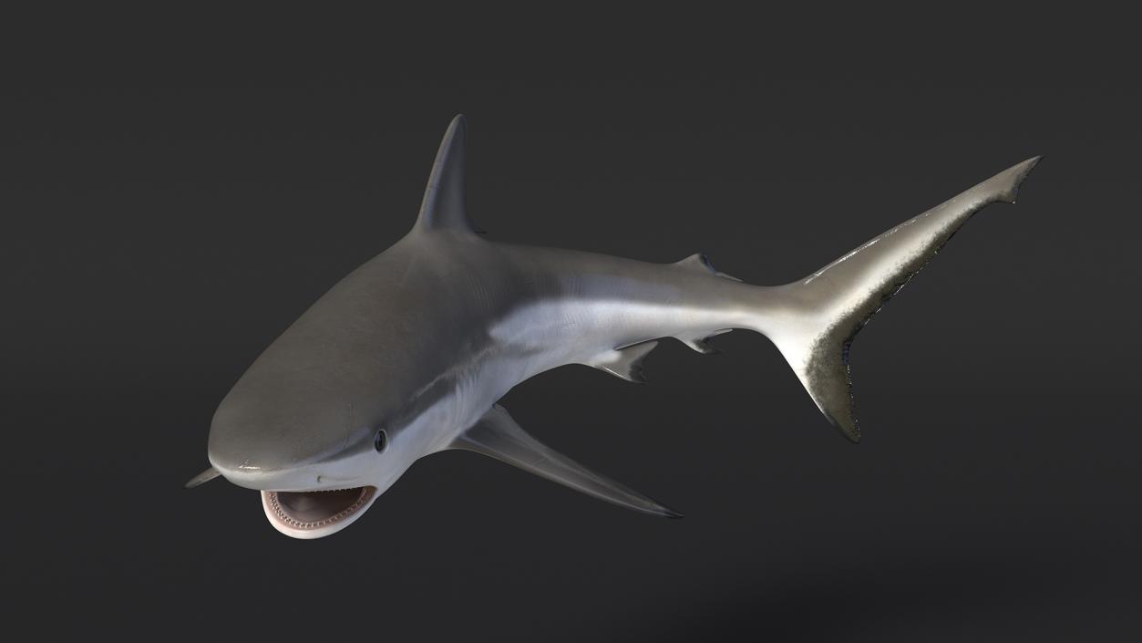 Carcharhinus Amblyrhynchos Shark 3D