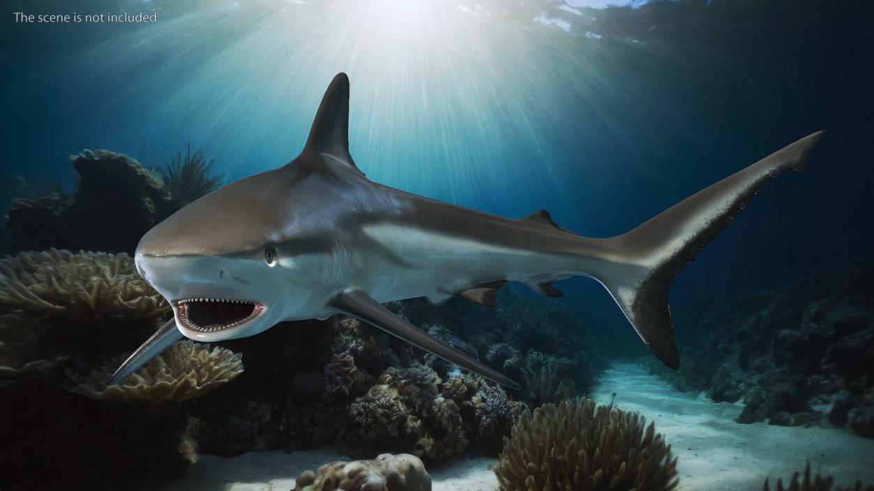 Carcharhinus Amblyrhynchos Shark 3D